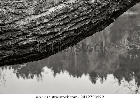 Close-up textured bark tree, contrasting smooth reflective lake surface background. Grayscale photo enhances details, creating serene, tranquil atmosphere in natural outdoor setting