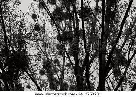 Silhouette trees, dense forest, evening sky, nature outdoors, shadowy dusk, monochrome photograph, intricate details, eerie mood, light penetrating, distinct focus Royalty-Free Stock Photo #2412758231