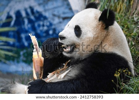 Panda eating something, and beautiful picture and views