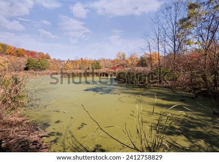 Autumn landscape with a pond filled with green algae surrounded with pale reeds, and colorful green yellow orange red brown autumn trees on a hill in background.
