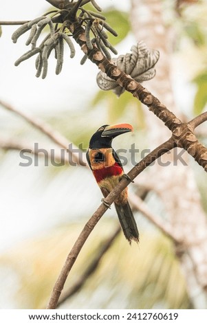 Fiery-billed Aracari (Pteroglossus frantzii) toucan bird in a tree in Costa Rica