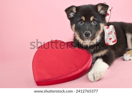 valentine's day, cute puppy laying on a pink background with a big heart in front of him with copy space Royalty-Free Stock Photo #2412765377