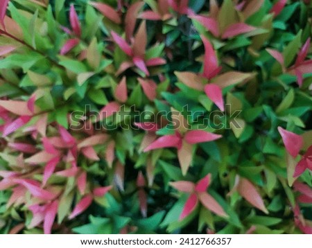 Blurred texture background surface of ornamental plant Syzygium oleana.