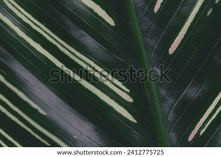 Background texture green leaf structure macro photography. Nature Concept. Environmental Care and Sustainable Resources.