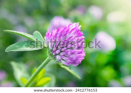 Red clover .Clover meadow flower. Valuable forage and medicinal plant. Women's health flower. Clover extract.