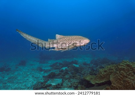 Underwater photo of a Leopard shark - Zebra Shark at a coral reef.