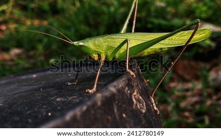 a photo of an insect or what is often called a grasshopper, with calm conditions when taking the picture