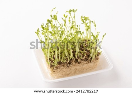Image of reharvesting bean seedlings Royalty-Free Stock Photo #2412782219