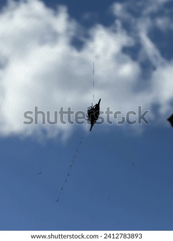 A small spider and its web in the bright blue sky.