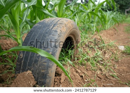 black scrap tire buried in the ground next to a farmer's corn crop.