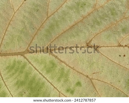 The leaves have a green skeletal structure