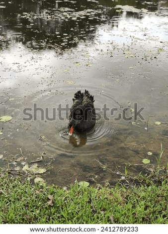 A black swan forages for food by probing its beak into the mud, displaying its natural feeding behavior. Royalty-Free Stock Photo #2412789233