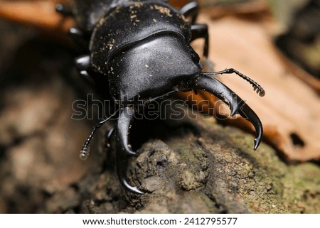 Small stag beetle (Kokuwagata, male, Dorcus rectus) that has just come out of hibernation (Natural+flash light, macro close-up photography)