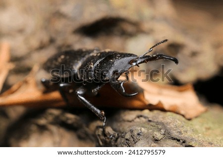 Small stag beetle (Kokuwagata, male, Dorcus rectus) that has just come out of hibernation (Natural+flash light, macro close-up photography)