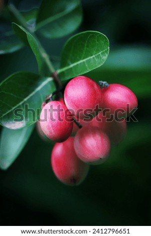 Bengal currant or karenda fruit hanging on a branch with green leaves background, image for mobile phone screen, display, wallpaper, screensaver, lock screen and home screen or background