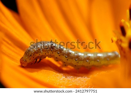 3rd instar larva of the corn earworm (Ootabakoga, Helicoverpa armigera armigera ) moth on a bright orange cosmos flowerhead (Natural+flash light, macro close-up photography)