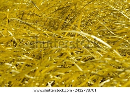 Field of pampas grass swaying in the wind with color retouching in a dazzling golden color