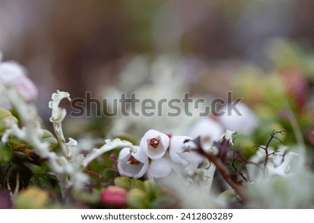 Flower of a lingonberry or cranberry growing on cryptogamic mat in the arctic tundra. It is a low evergreen shrub with creeping horizontal roots  Royalty-Free Stock Photo #2412803289