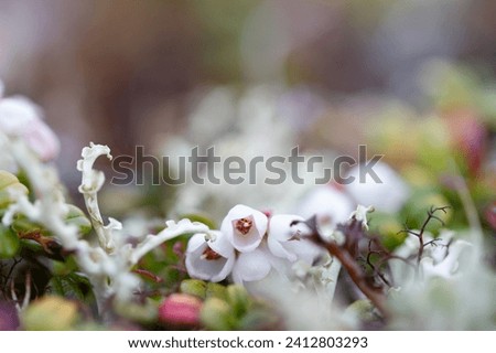 Flower of a lingonberry or cranberry growing on cryptogamic mat in the arctic tundra. It is a low evergreen shrub with creeping horizontal roots. Royalty-Free Stock Photo #2412803293
