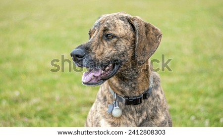 Brown Plott Hound dog sits in the grass in a park Royalty-Free Stock Photo #2412808303