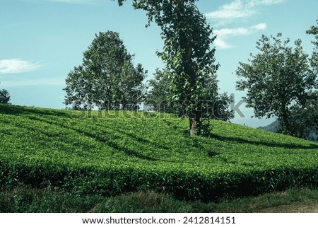 image of green tea plantation with mountain view and clear sky. This photo was taken while on vacation in a hilly area in West Java, Indonesia