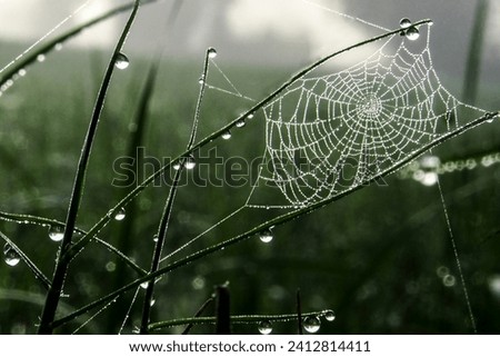 wet spider web with fresh morning dew on the grass Royalty-Free Stock Photo #2412814411