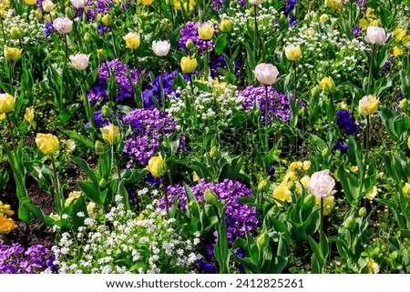 Colorful beautiful spring flowers on flowerbed in the garden