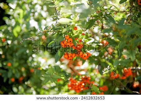 Close Up of Lowboy Scarlet Firethorn berries against green leaves Royalty-Free Stock Photo #2412832653