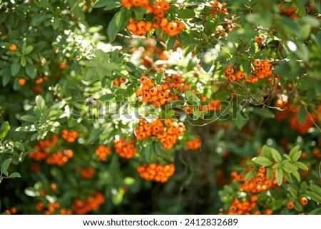 Close Up of Lowboy Scarlet Firethorn berries against green leaves Royalty-Free Stock Photo #2412832689