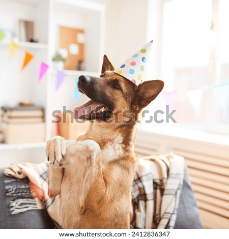 The image is a dog wearing a party hat. It is an indoor photo of a pet dog, possibly against a wall.