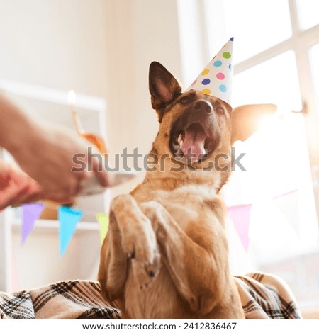 The image is of a dog wearing a party hat indoors. The dog appears to be a puppy and is standing next to a person against a wall.