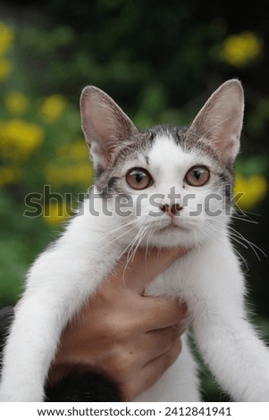 Adorable picture of a rescued kitten with green eyes in a blurry background. two colored puspin domestic short haired cat
