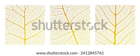 Leaf vein texture abstract background with close up plant leaf cells ornament texture pattern. Orange and white organic macro linear pattern of nature leaf foliage vector illustration. Royalty-Free Stock Photo #2412845761