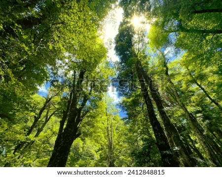 New Zealand native bush. Southern Beech forest in the Kaimanawa Ranges, central North Island. Light shining through trees. Beautiful nature. Royalty-Free Stock Photo #2412848815
