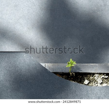 Small green plants emerged from the crevices of the stone slabs. Royalty-Free Stock Photo #2412849871
