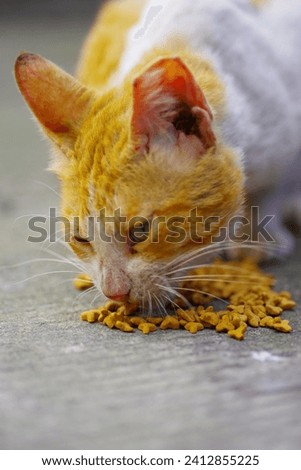 Front Picture of a spayed Orange cat of filipino domestic short hair breed eating on the floor of cat food kibbles 