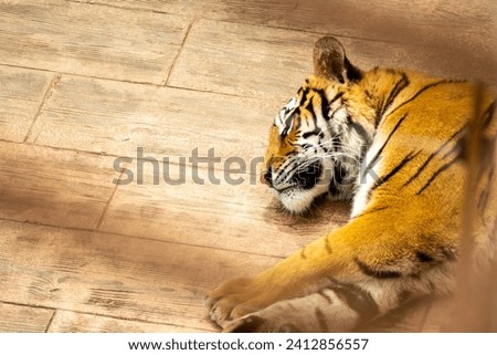 Image of a tiger lying down in the natural park of Cabárceno, Spain.