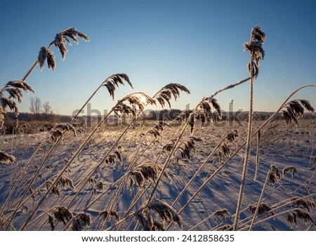 Frozen winter day in Finland. Image of frosty hays on a very cold winter day with blue sky and animal tracks. Image has a slight flare effect added. Beautiful wintry landscape wallpaper image.