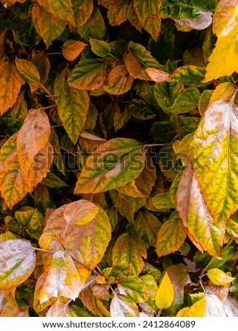 a color full picture of leaves 