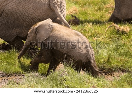 baby elephant in Amboseli NP