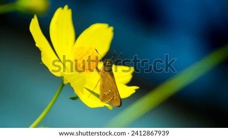 little Pelopidas mathias, the dark small-branded swift, small branded swift, lesser millet skipper or black branded swift is feeding nectar on Yellow flowers.