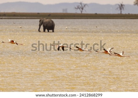 flying flamingos with elephants in background