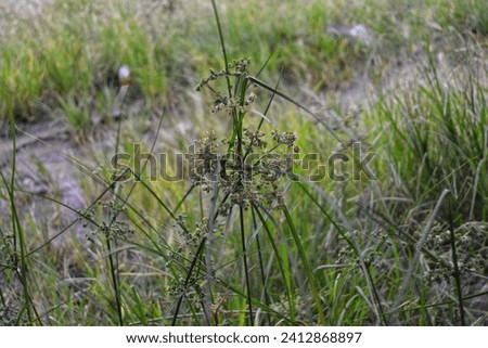 grass picture on afternoon, Picture of a small tree and grass