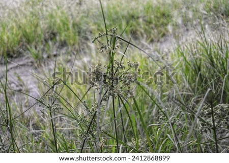 grass picture on afternoon, Picture of a small tree and grass