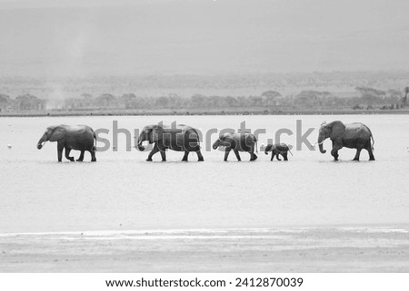 black and white image of a herd of elephants walks through shallow water in a row