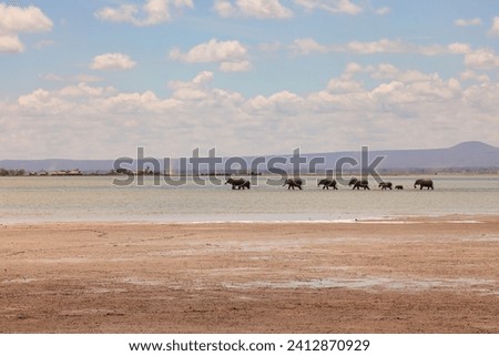 a herd of elephants walks through shallow water in a row