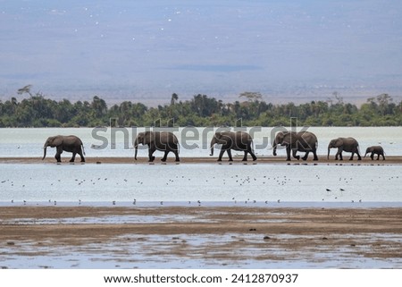 a herd of elephants walks through shallow water in a row