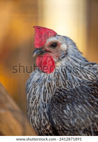 bird rooster close up beautiful outdoors