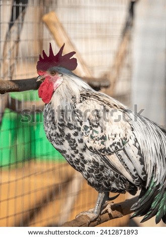 bird rooster close up beautiful outdoors