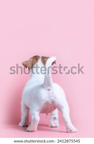 A small Jack Russell terrier puppy on a pink background looks up. The puppy looks at the pink background, viewed from the back.